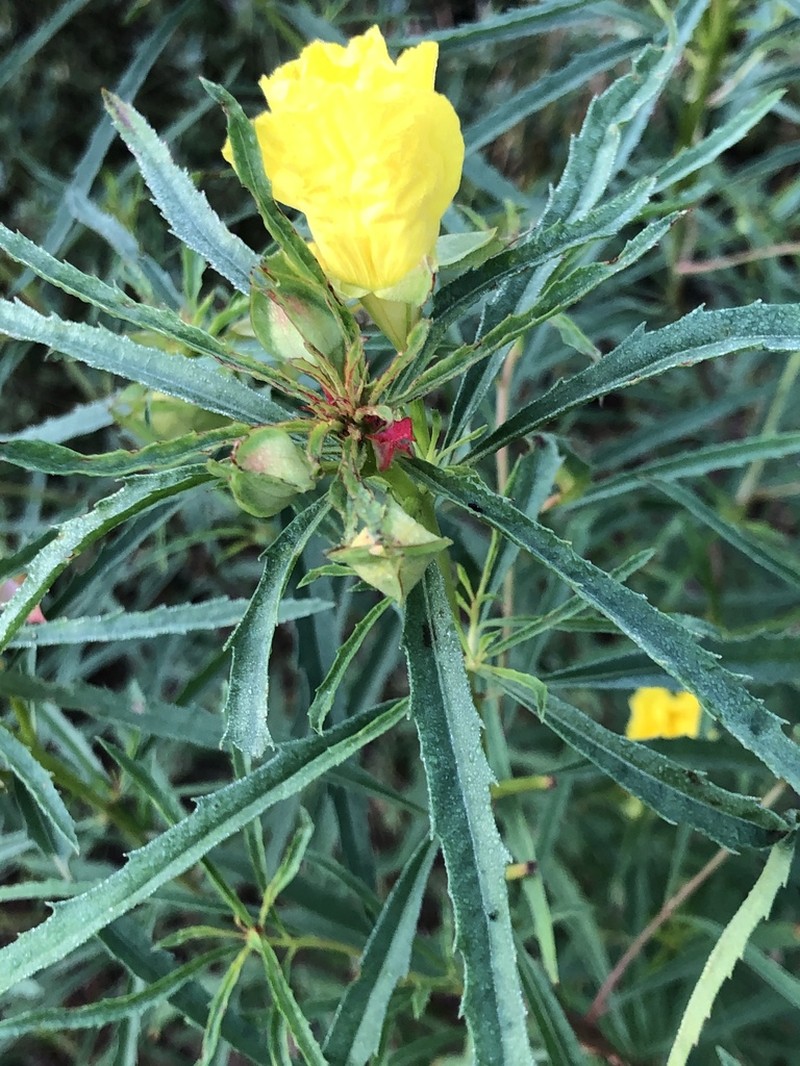 Oenothera capillifolia photo 7