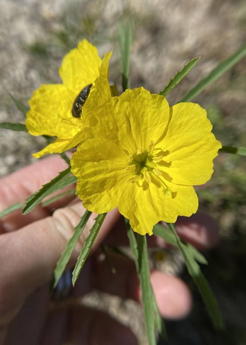 Oenothera capillifolia photo 8