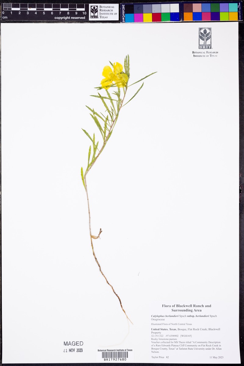 Berlandier's Sundrops photo 7