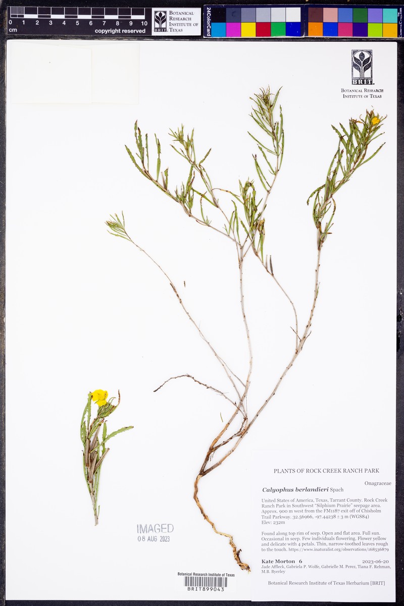 Berlandier's Sundrops photo 8