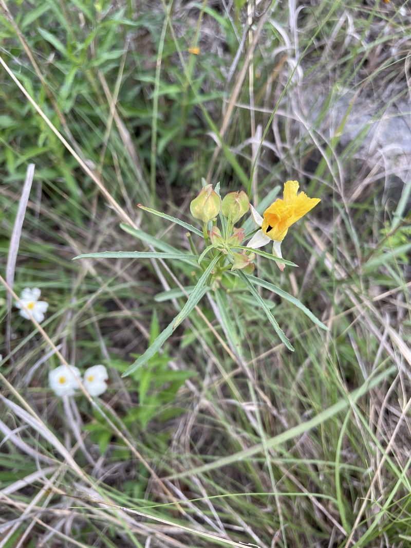Berlandier's Sundrops