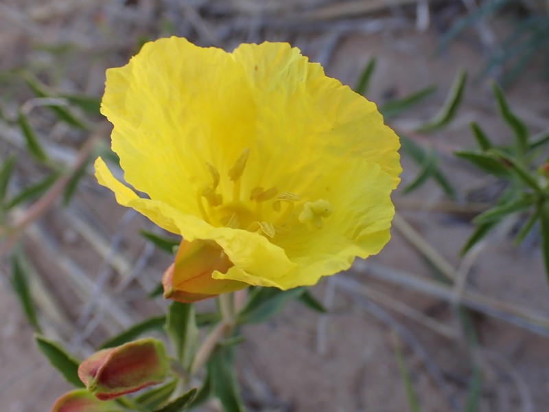 Berlandier's Sundrops photo 2