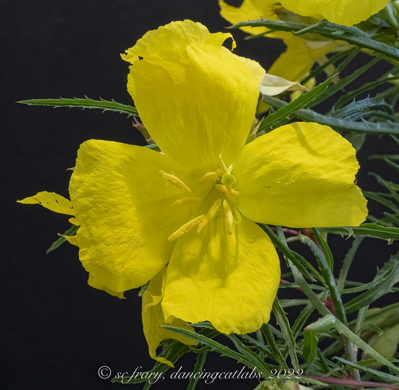 Berlandier's Sundrops photo 3