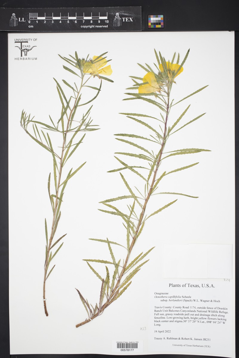 Berlandier's Sundrops photo 4