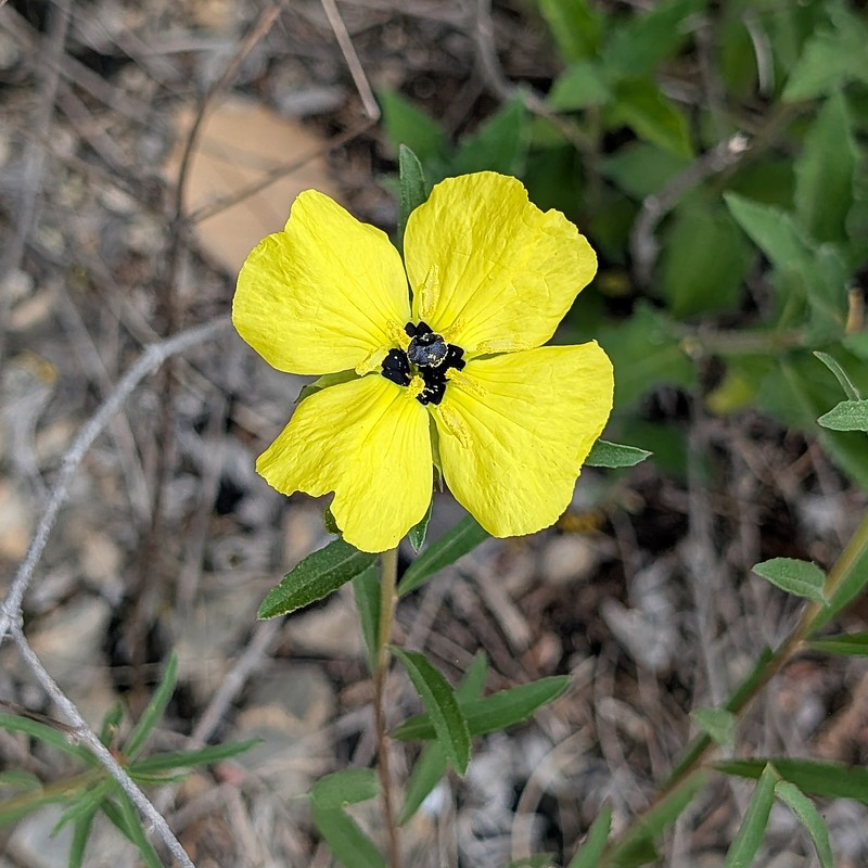 Oenothera capillifolia subsp. capillifolia