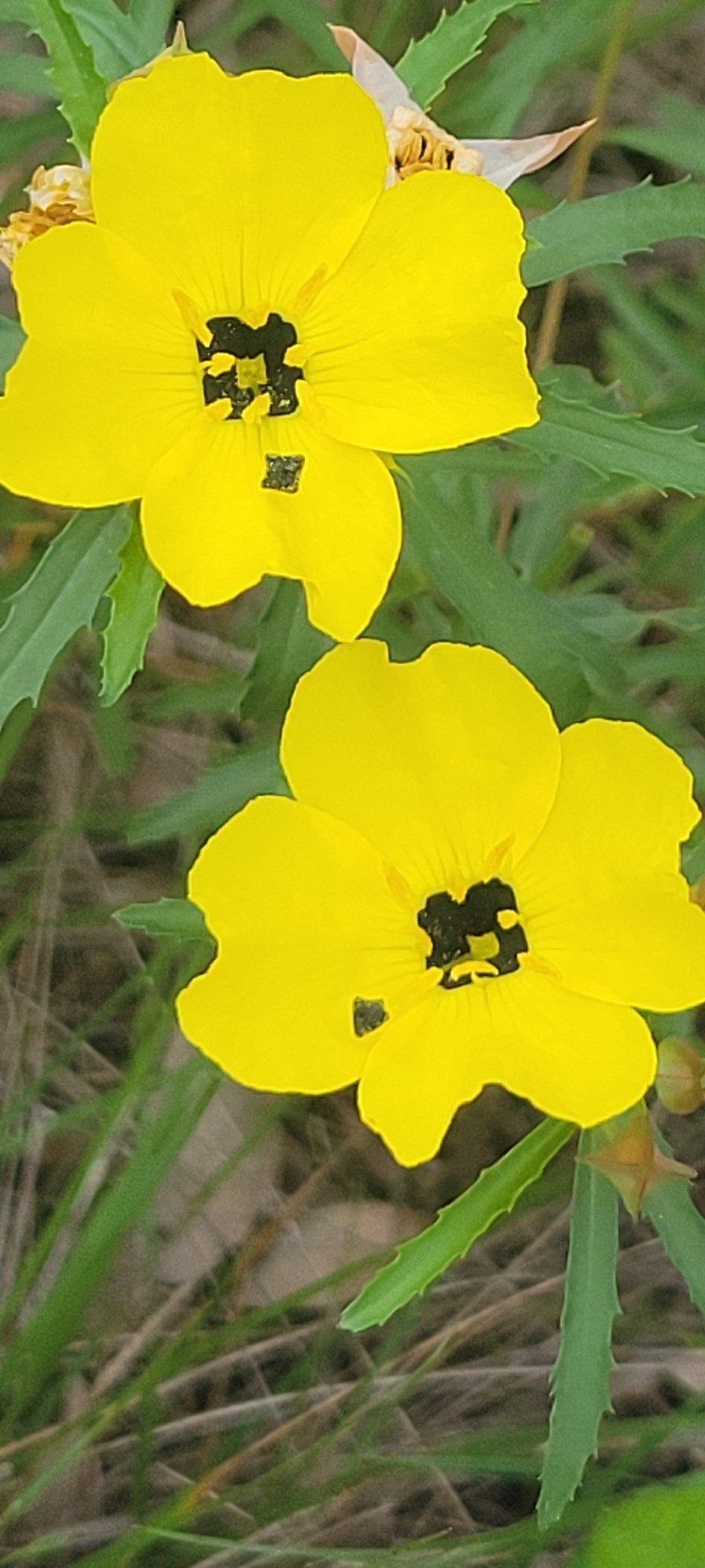 Oenothera capillifolia subsp. capillifolia photo 2