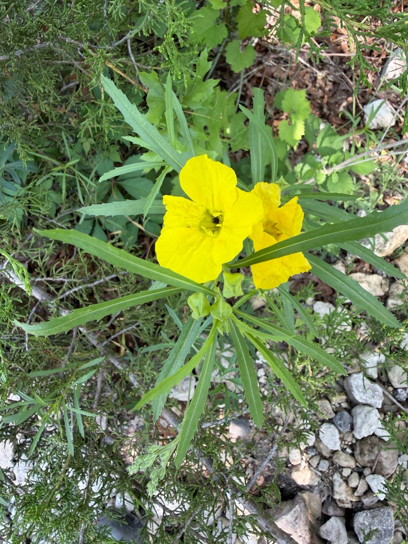 Oenothera capillifolia subsp. capillifolia photo 3