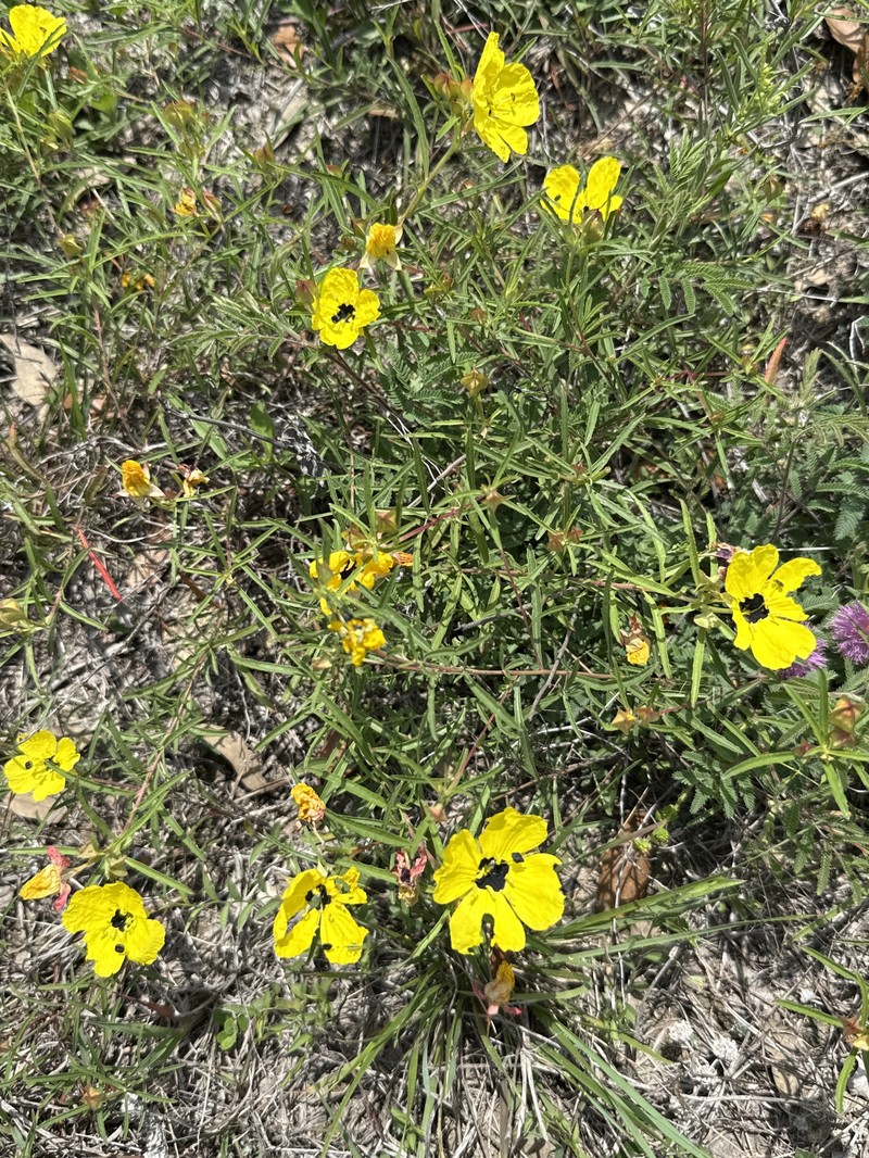 Oenothera capillifolia subsp. capillifolia photo 4