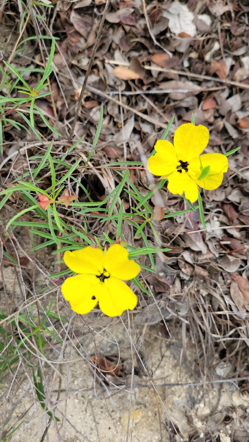 Oenothera capillifolia subsp. capillifolia photo 5
