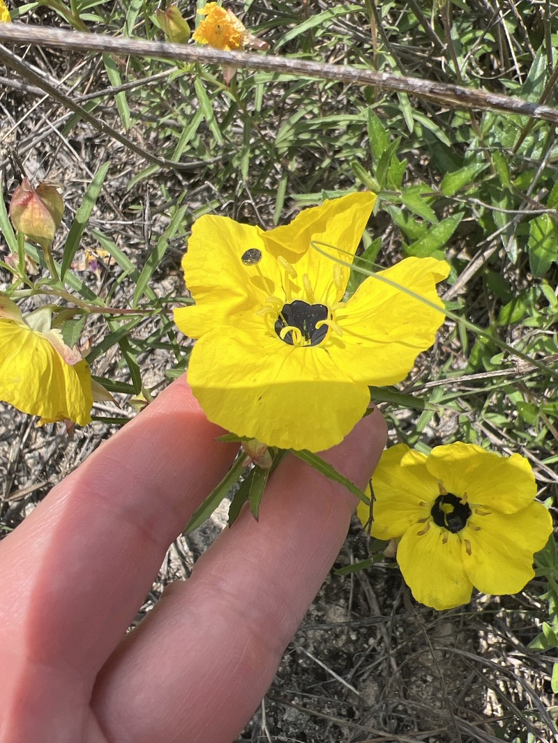 Oenothera capillifolia subsp. capillifolia photo 6