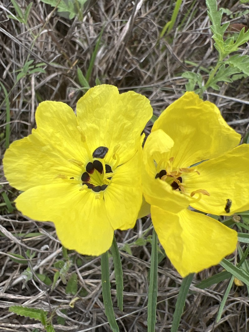 Oenothera capillifolia subsp. capillifolia photo 7