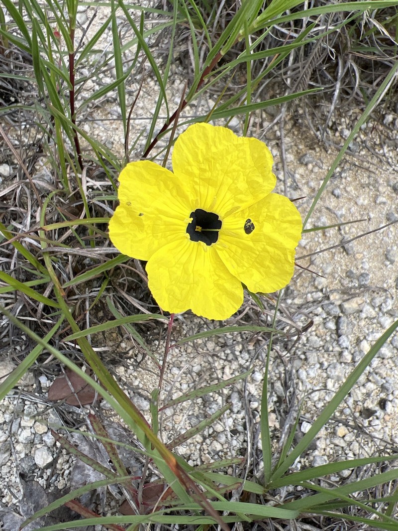 Oenothera capillifolia subsp. capillifolia photo 8