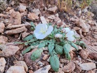 Cavedwelling Evening Primrose