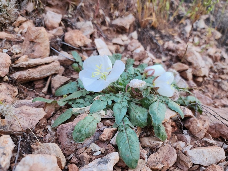 Cavedwelling Evening Primrose