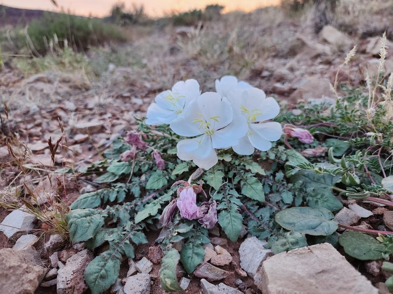 Cavedwelling Evening Primrose photo 2