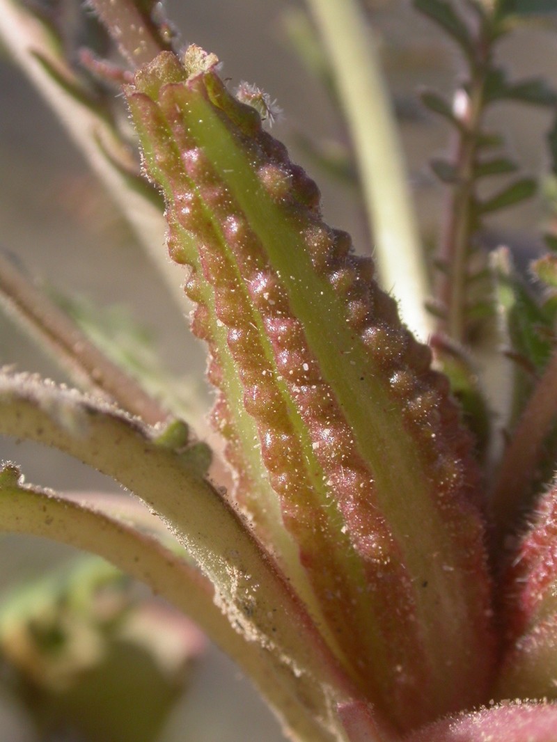 Cavedwelling Evening Primrose photo 5