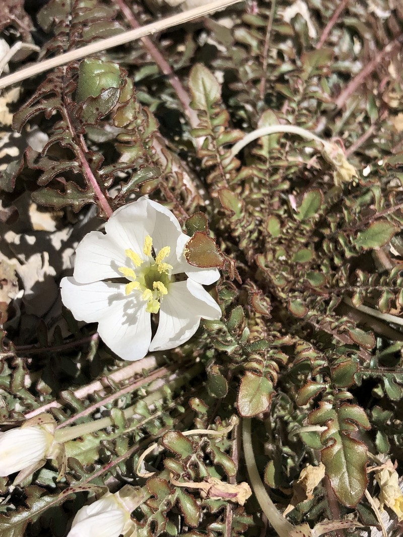 Cavedwelling Evening Primrose photo 6