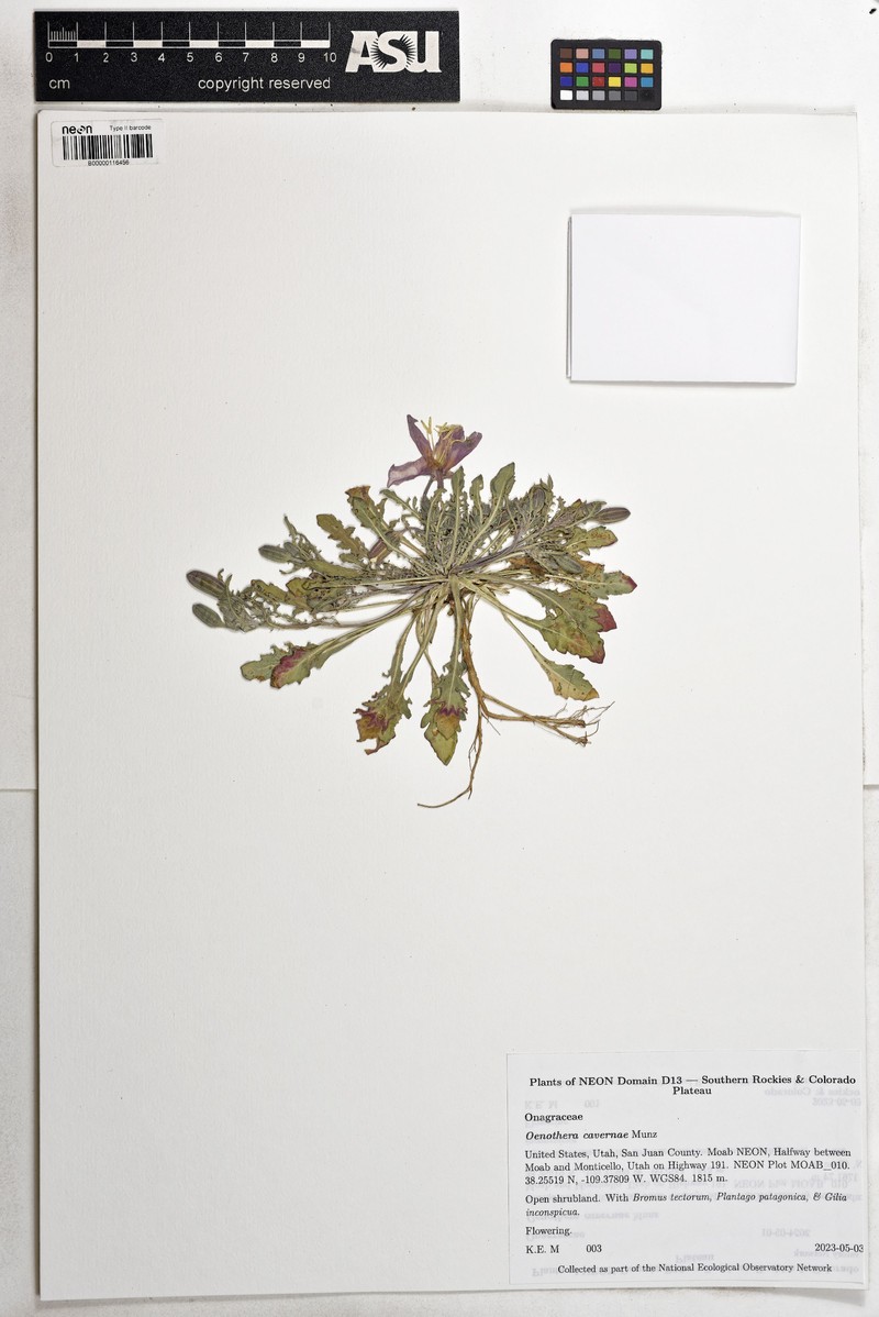 Cavedwelling Evening Primrose photo 7