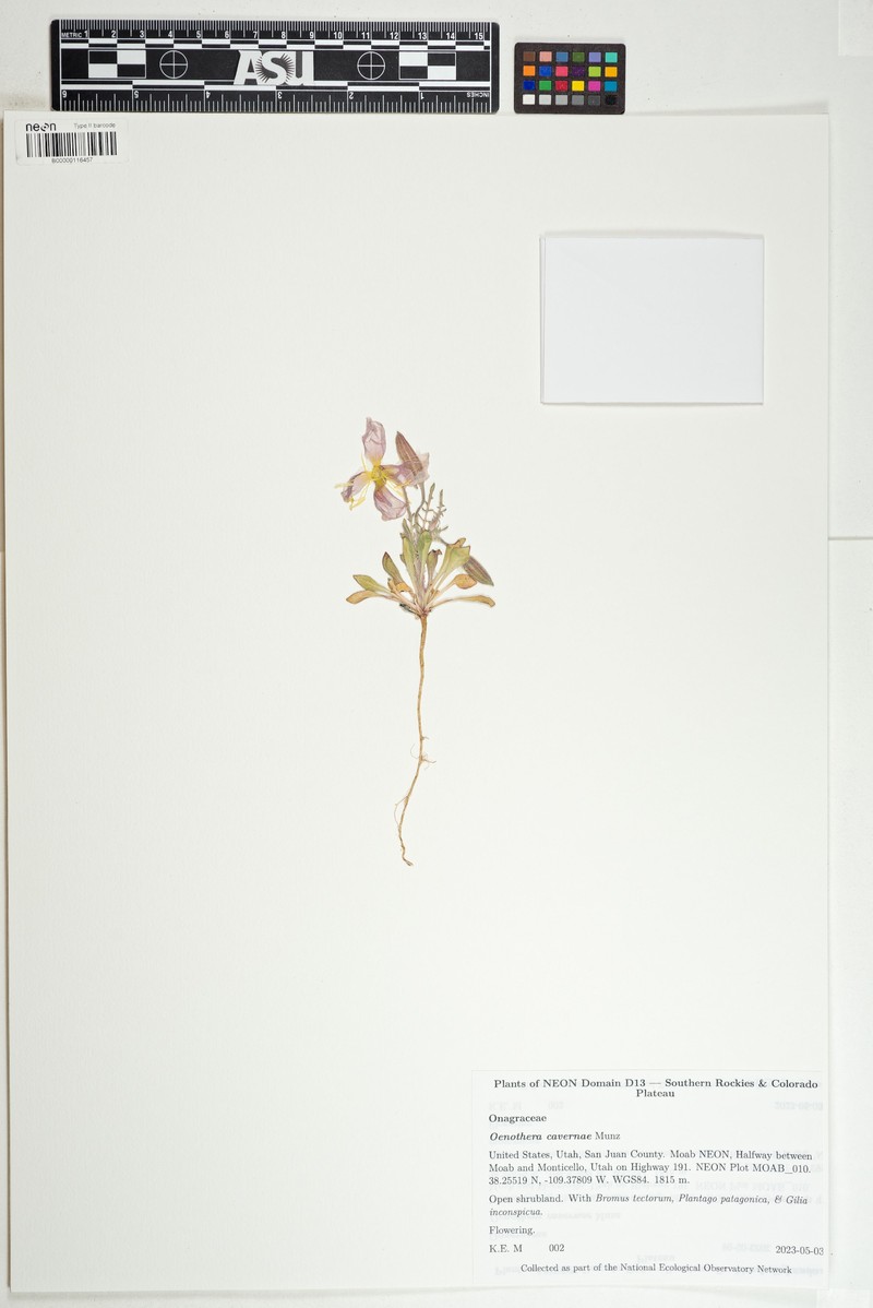 Cavedwelling Evening Primrose photo 8