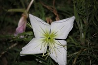 Oenothera centaureifolia