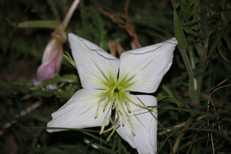 Oenothera centaureifolia