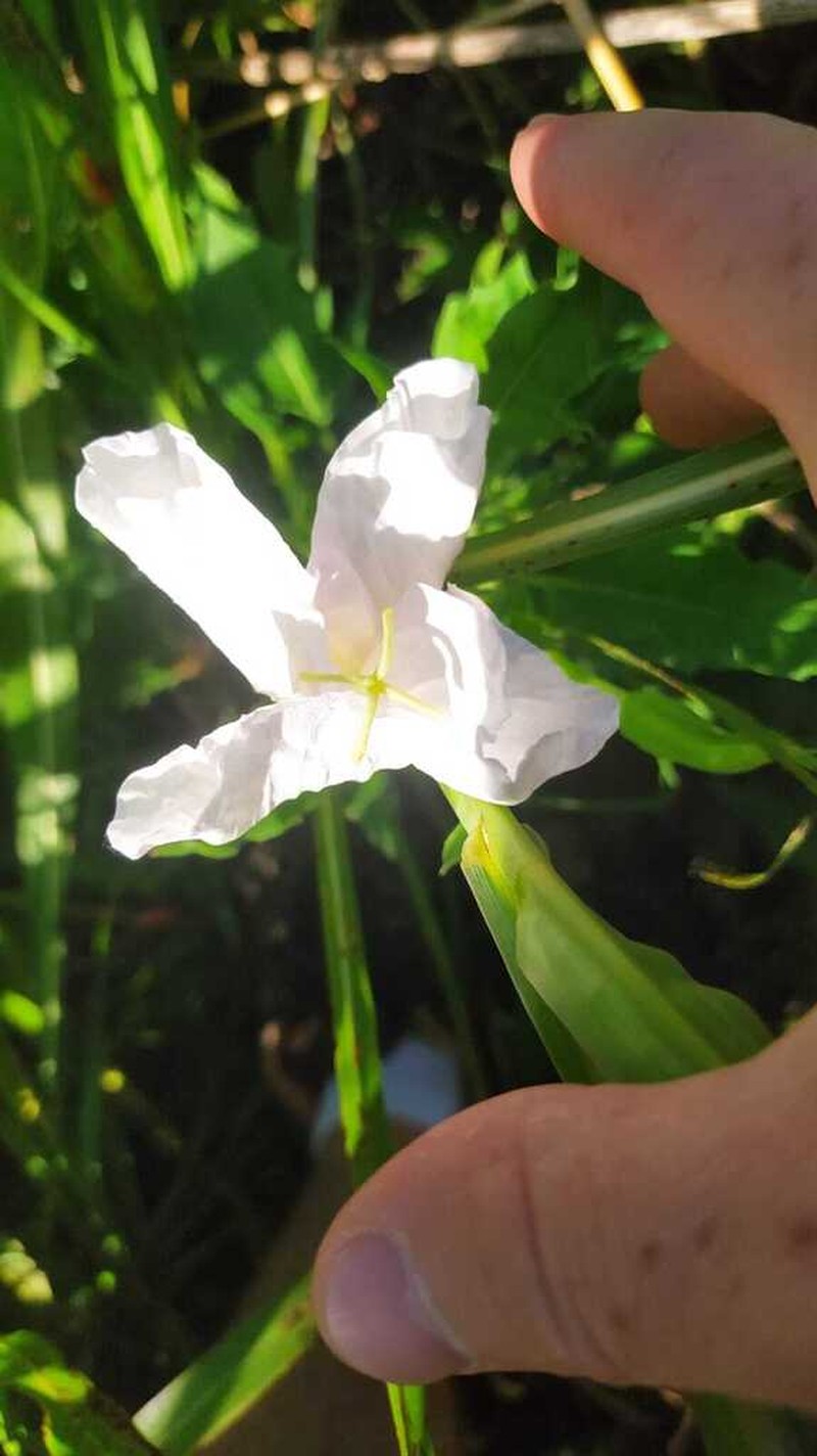 Oenothera centaureifolia photo 2