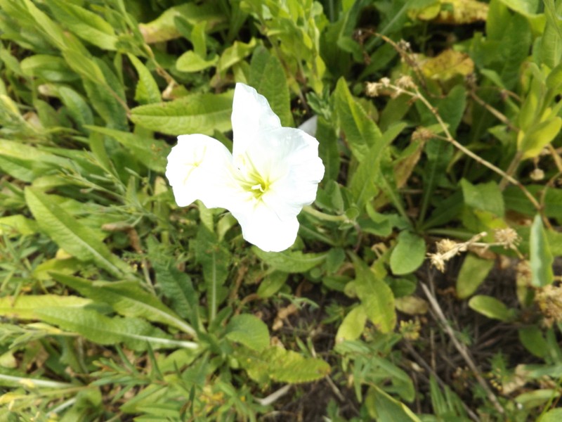 Oenothera centaureifolia photo 3