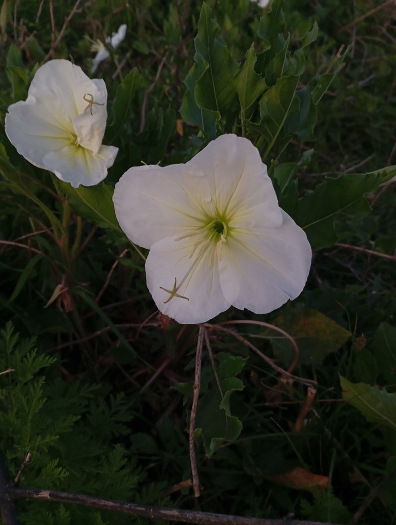 Oenothera centaureifolia photo 4
