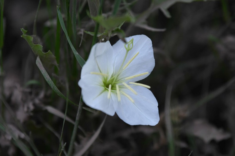 Oenothera centaureifolia photo 5