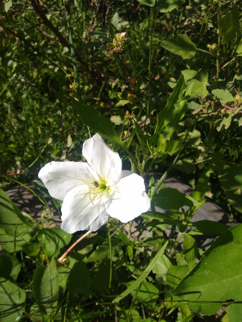 Oenothera centaureifolia photo 6