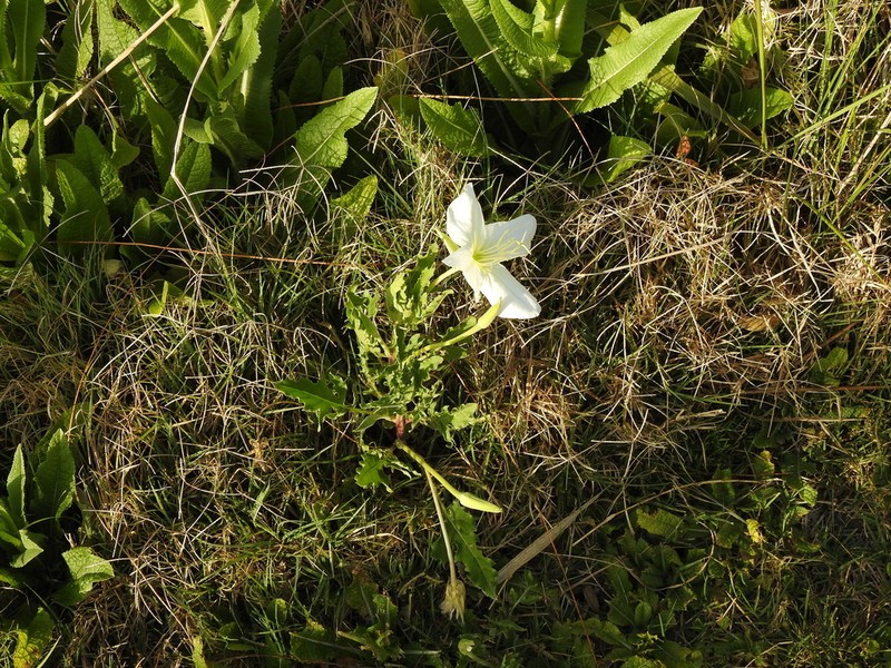 Oenothera centaureifolia photo 7