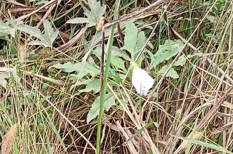 Oenothera centaureifolia photo 8