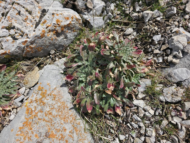 Oenothera cespitosa subsp. cespitosa