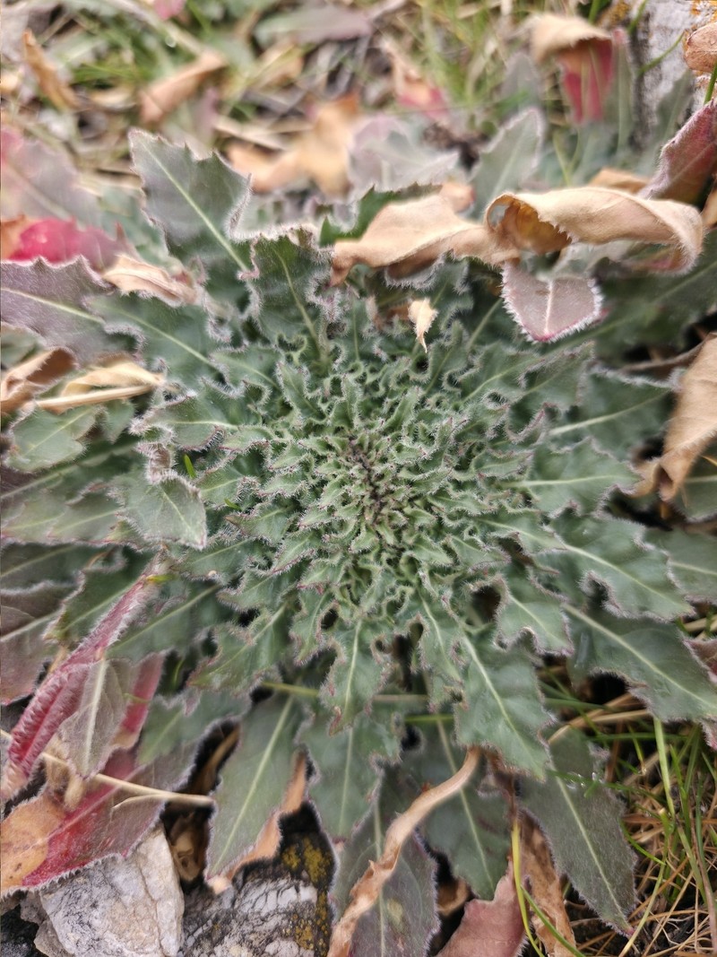 Oenothera cespitosa subsp. cespitosa photo 2