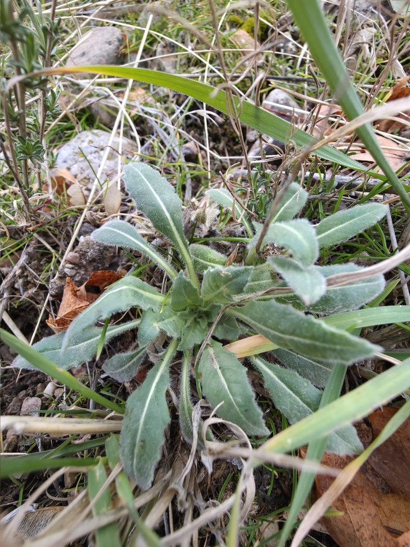 Oenothera cespitosa subsp. cespitosa photo 3