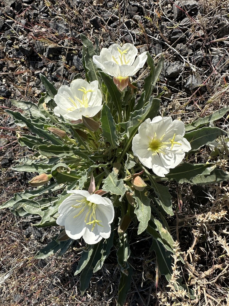 Oenothera cespitosa subsp. cespitosa photo 4