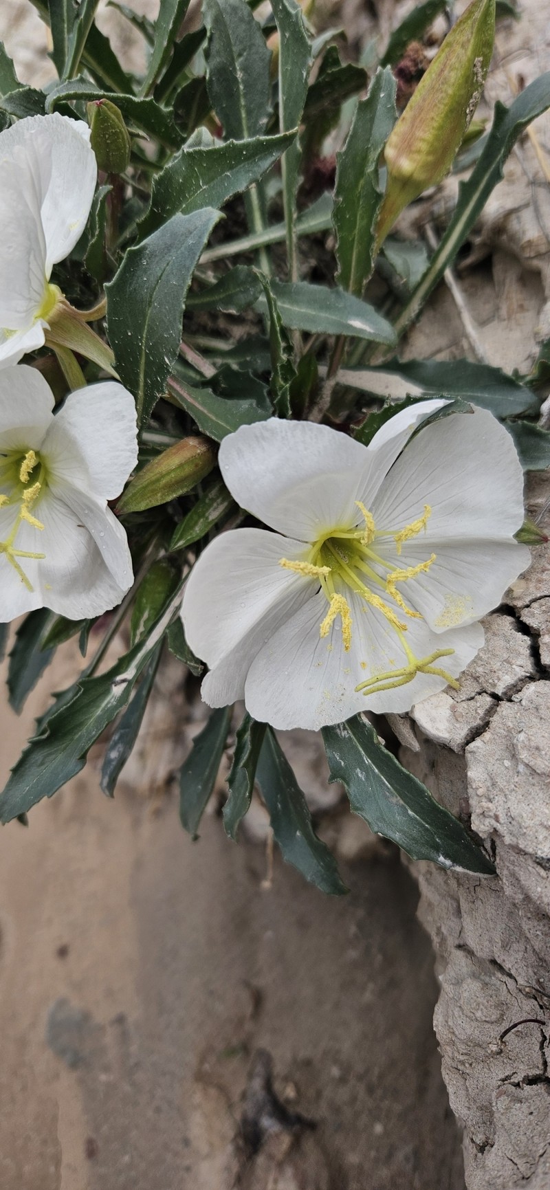 Oenothera cespitosa subsp. cespitosa photo 6