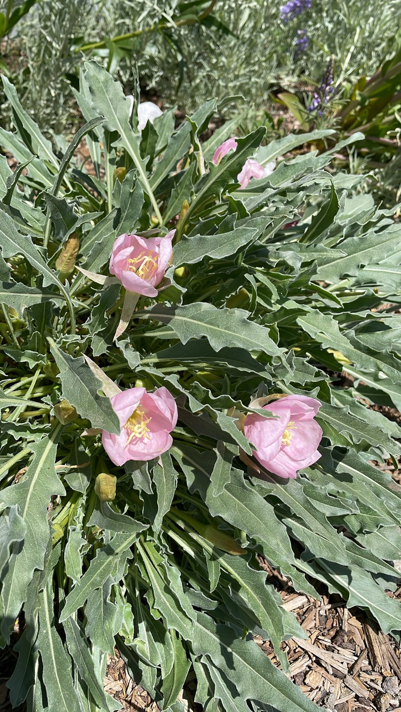 Oenothera cespitosa subsp. cespitosa photo 7