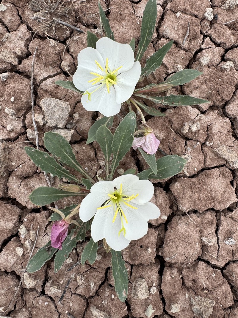 Oenothera cespitosa subsp. cespitosa photo 8