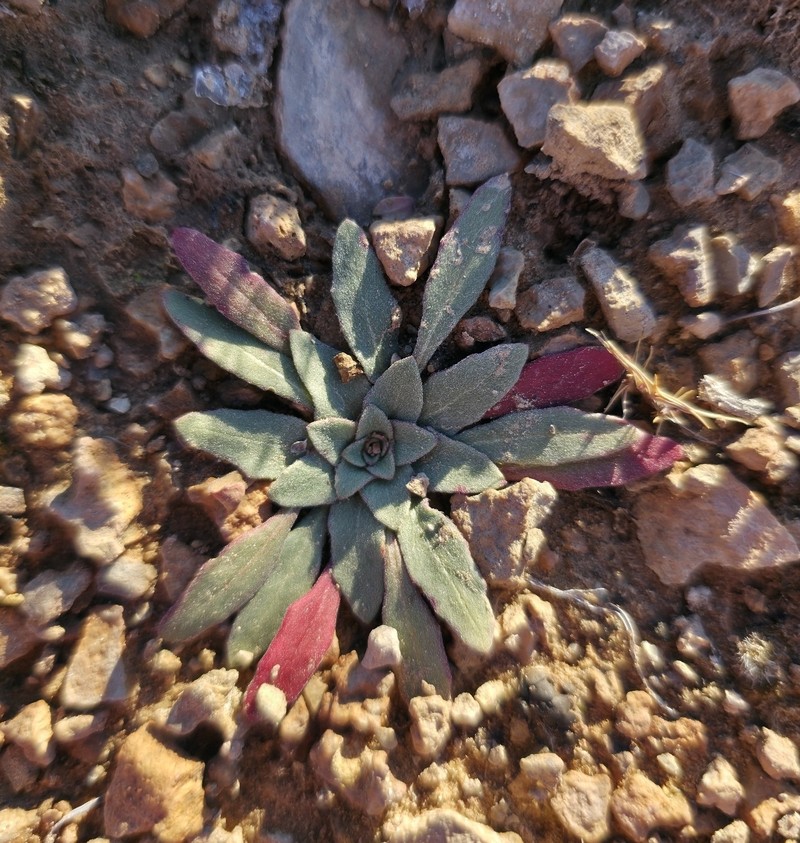Oenothera cespitosa subsp. crinita