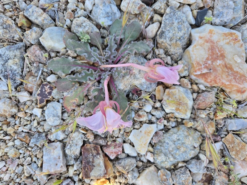 Oenothera cespitosa subsp. crinita photo 2