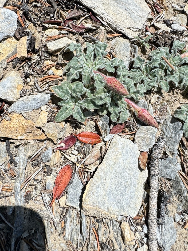 Oenothera cespitosa subsp. crinita photo 3