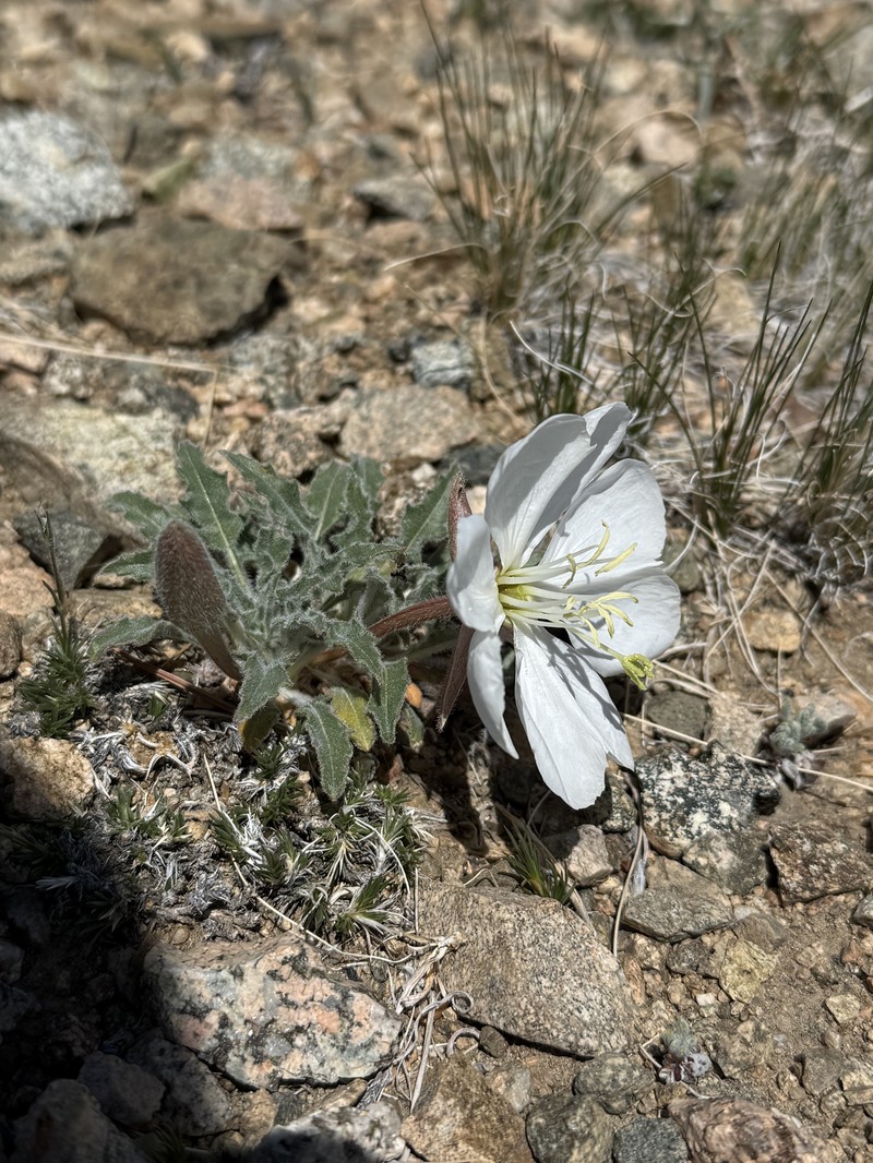 Oenothera cespitosa subsp. crinita photo 4
