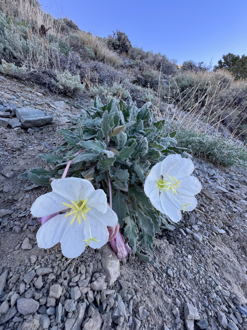 Oenothera cespitosa subsp. crinita photo 5