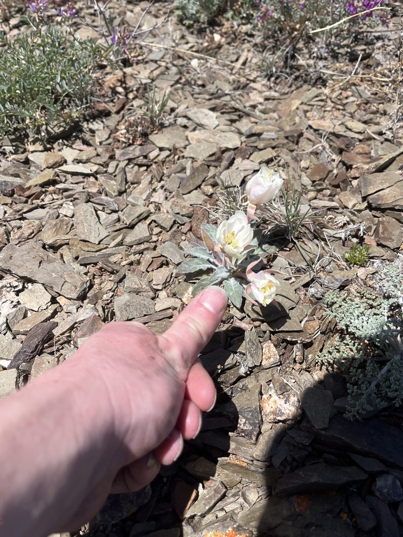 Oenothera cespitosa subsp. crinita photo 6