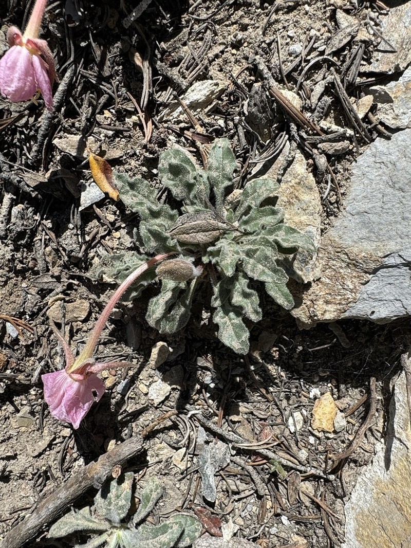 Oenothera cespitosa subsp. crinita photo 7