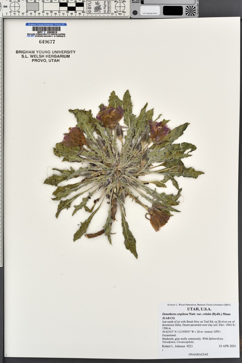 Oenothera cespitosa subsp. crinita photo 8