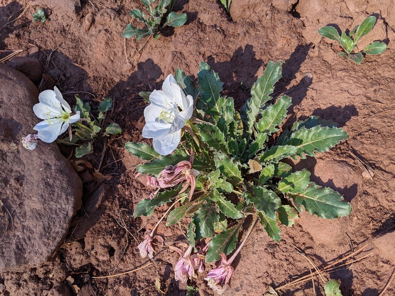 Oenothera cespitosa subsp. macroglottis