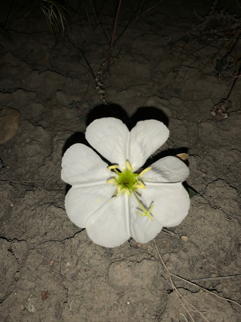 Oenothera cespitosa subsp. macroglottis photo 2