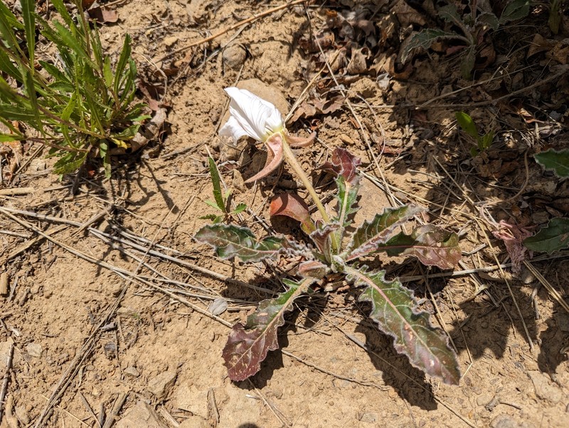 Oenothera cespitosa subsp. macroglottis photo 3
